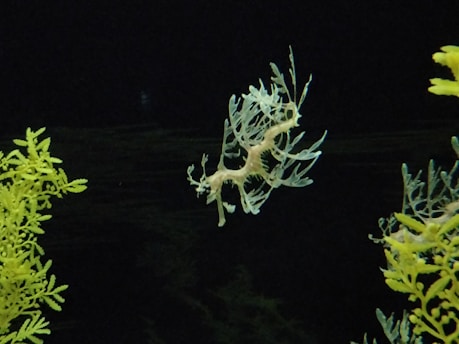 A delicate marine creature, a leafy sea dragon, is camouflaged among green seaweed in a dark underwater setting. The creature has leafy appendages resembling the surrounding seaweed, which helps it blend seamlessly into its environment.