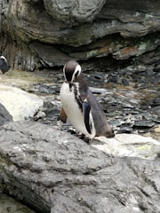A penguin stands on rocky terrain with a textured background of stone and patches of algae. The penguin, with a distinct black and white coloration, appears to be looking downwards.