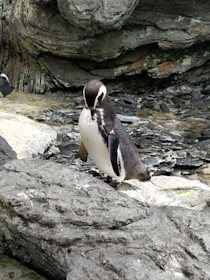 A penguin stands on rocky terrain with a textured background of stone and patches of algae. The penguin, with a distinct black and white coloration, appears to be looking downwards.