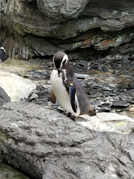 A penguin stands on rocky terrain with a textured background of stone and patches of algae. The penguin, with a distinct black and white coloration, appears to be looking downwards.
