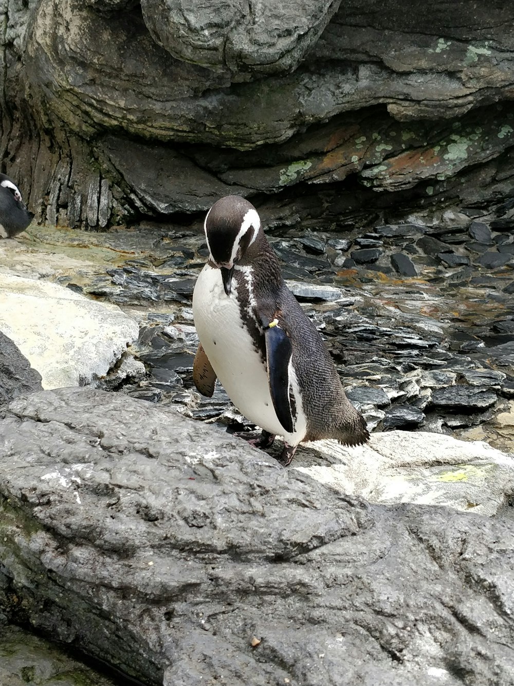 penguin standing on rock