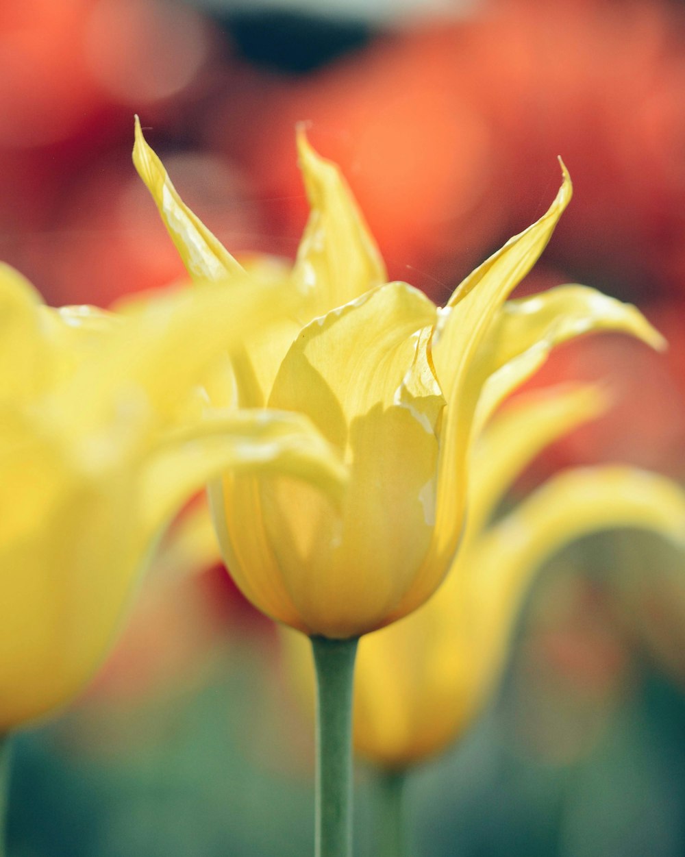 Fotografía de enfoque selectivo de tulipanes amarillos
