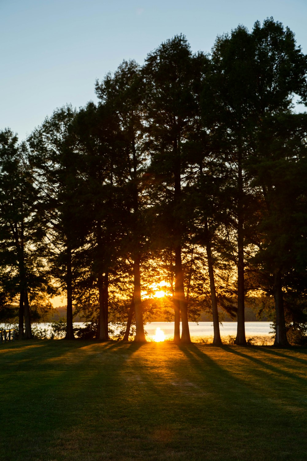 silhouette of trees