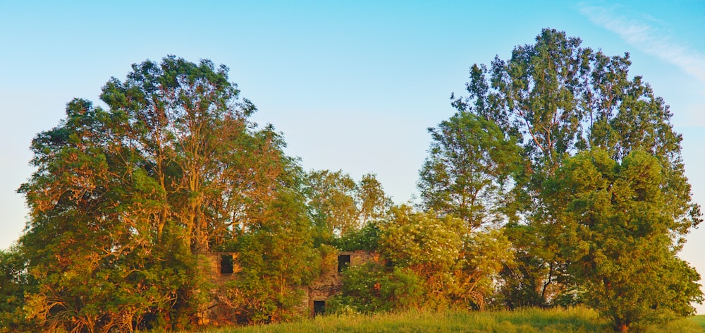 green-leafed tree