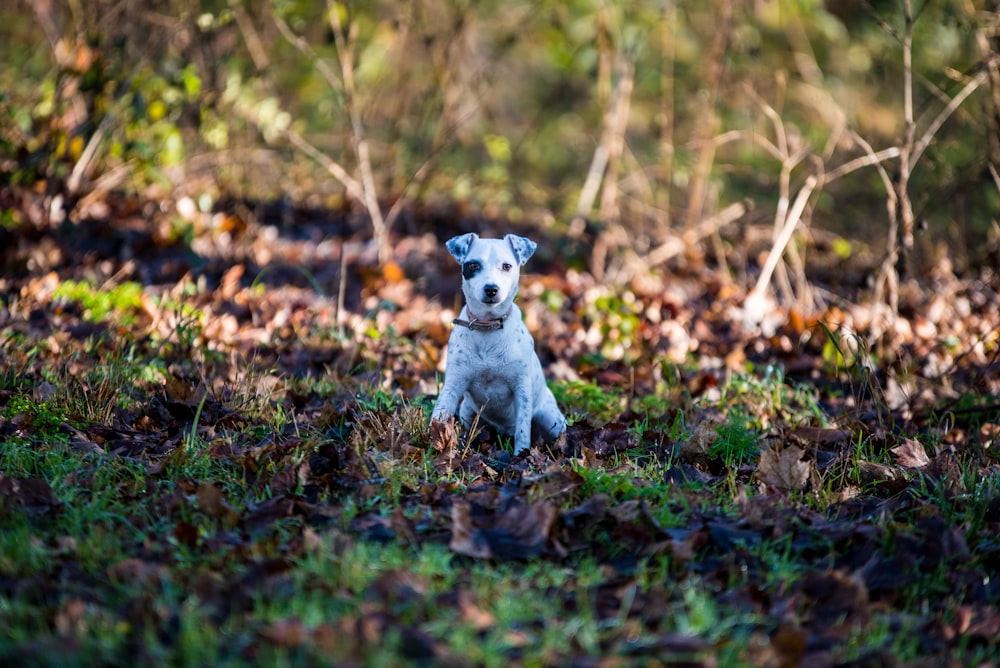 selective focus photography of short-coated white puppy on grass during daytime