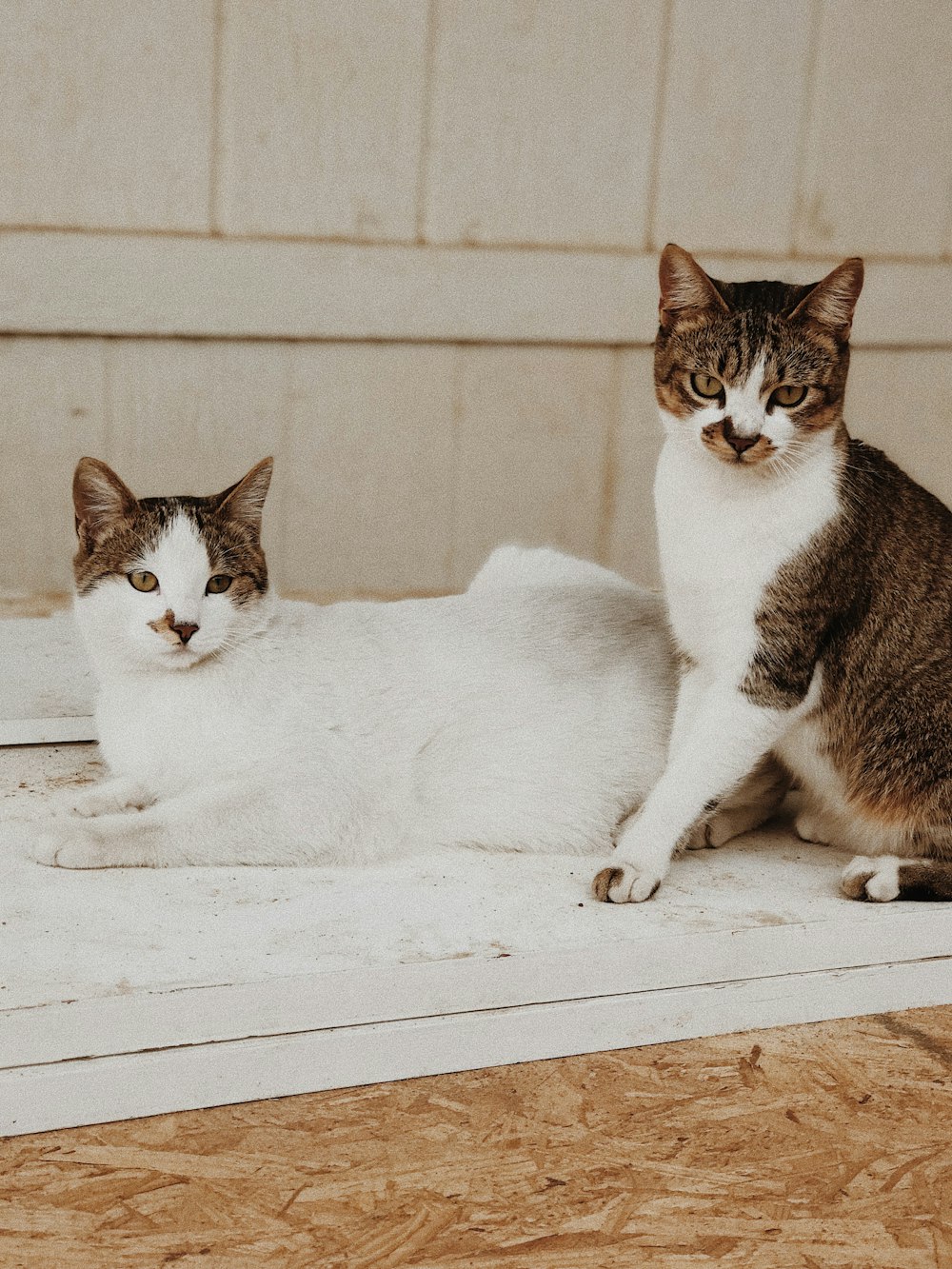two white and brown cats on floor