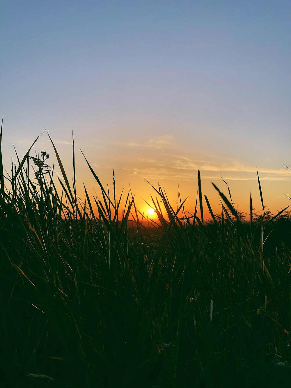 close-up photography of grass field during golden hour