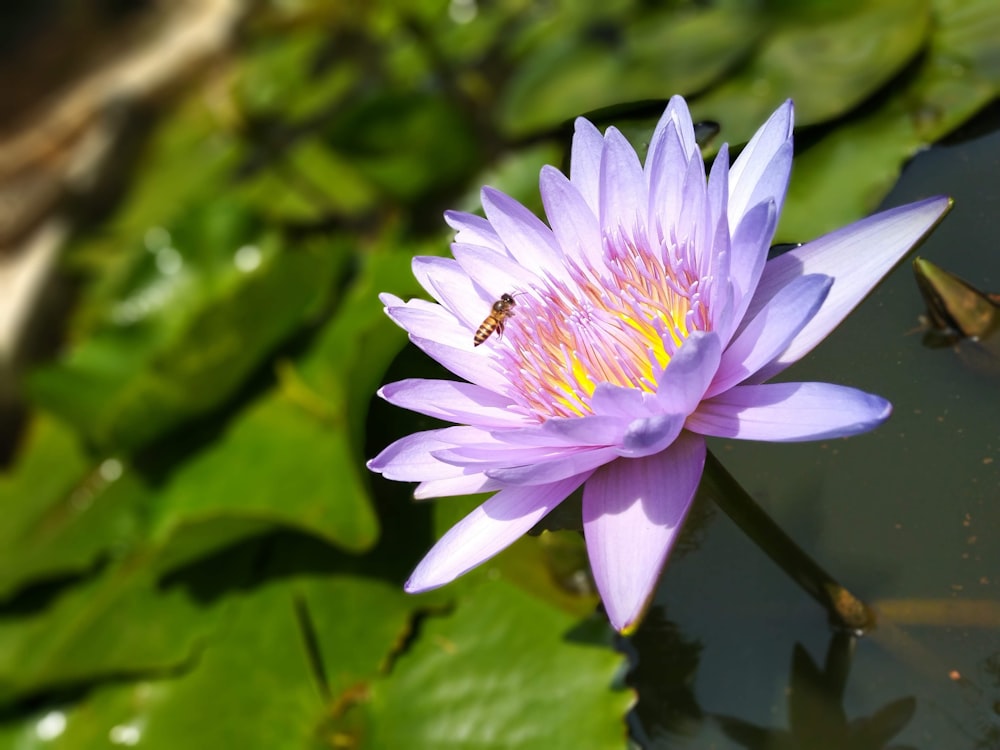 flor de nenúfar púrpura