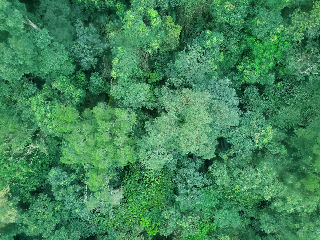 Forest photo spot Maokonglanchezhuanjiaoyi Station Taipei