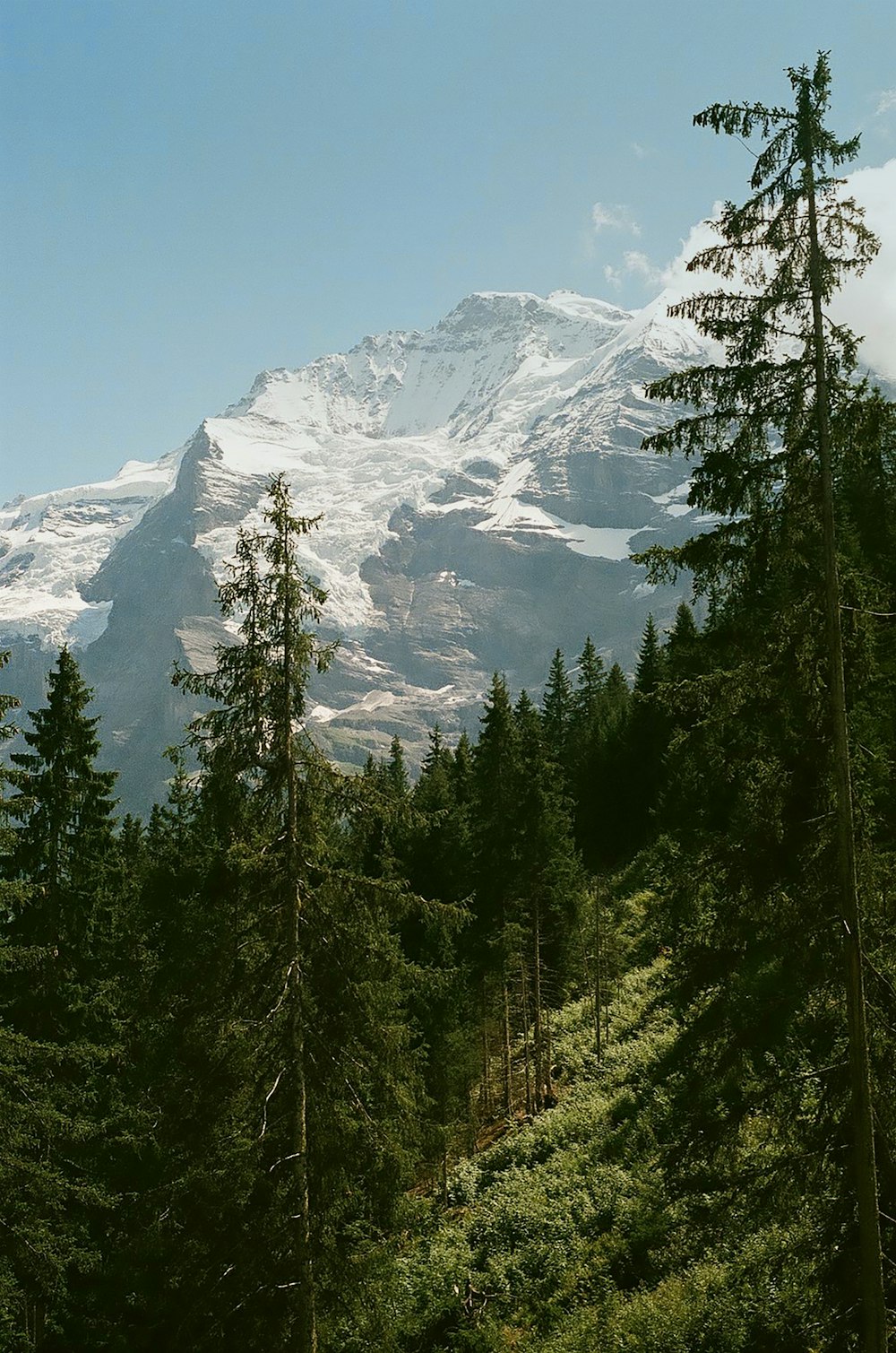 fotografia de paisagem de montanha e floresta