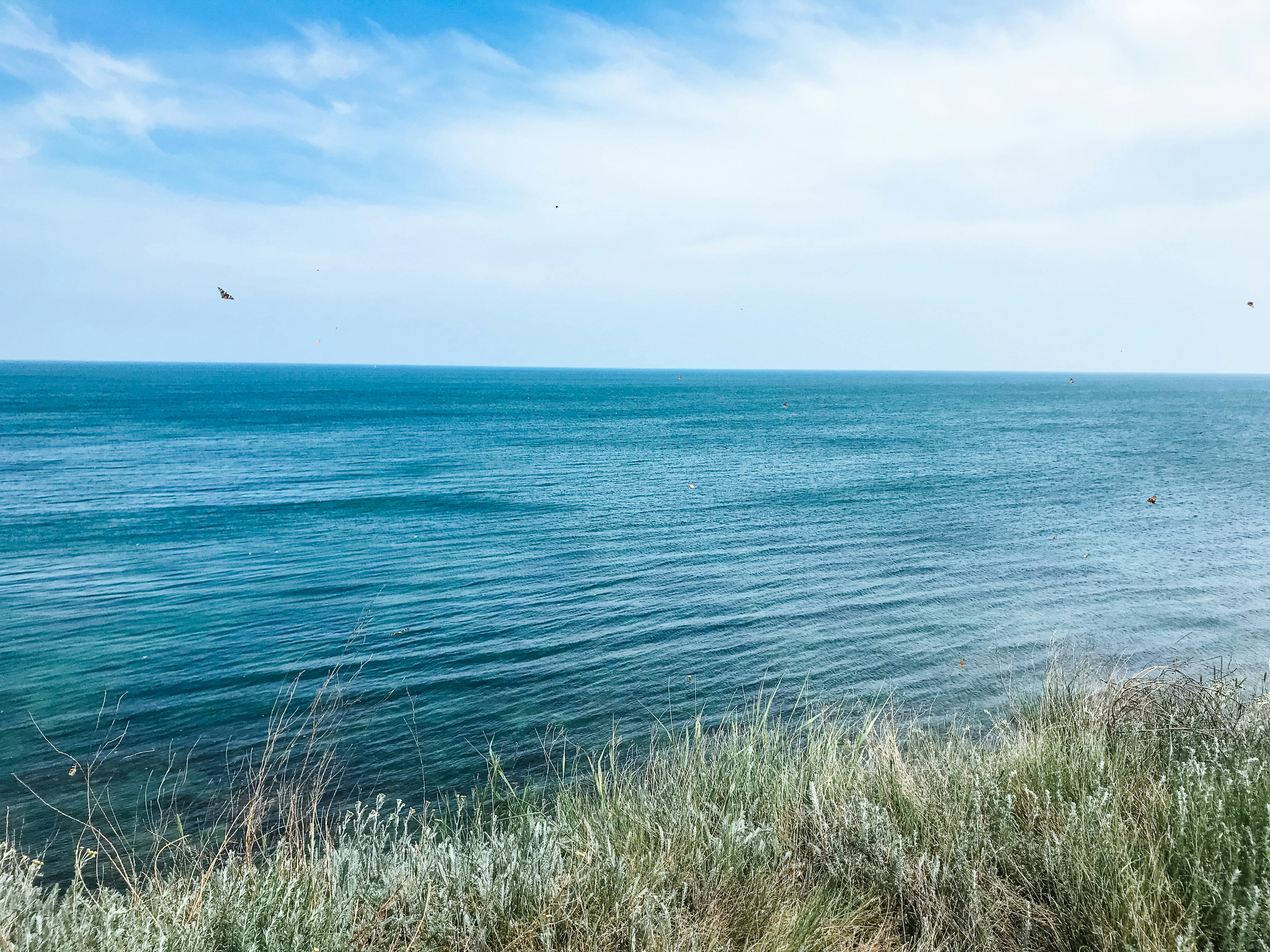 ocean and grass during day, 