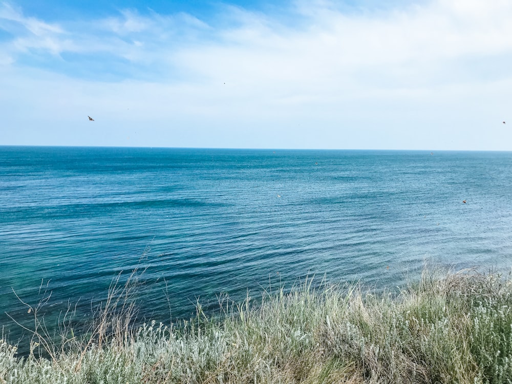 ocean and grass during day