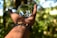 A hand wearing beaded bracelets is extended with the palm facing up, holding a clear glass orb that reflects the surrounding lush green foliage. The background is a forest with sunlight filtering through the leaves, creating a serene and natural environment.