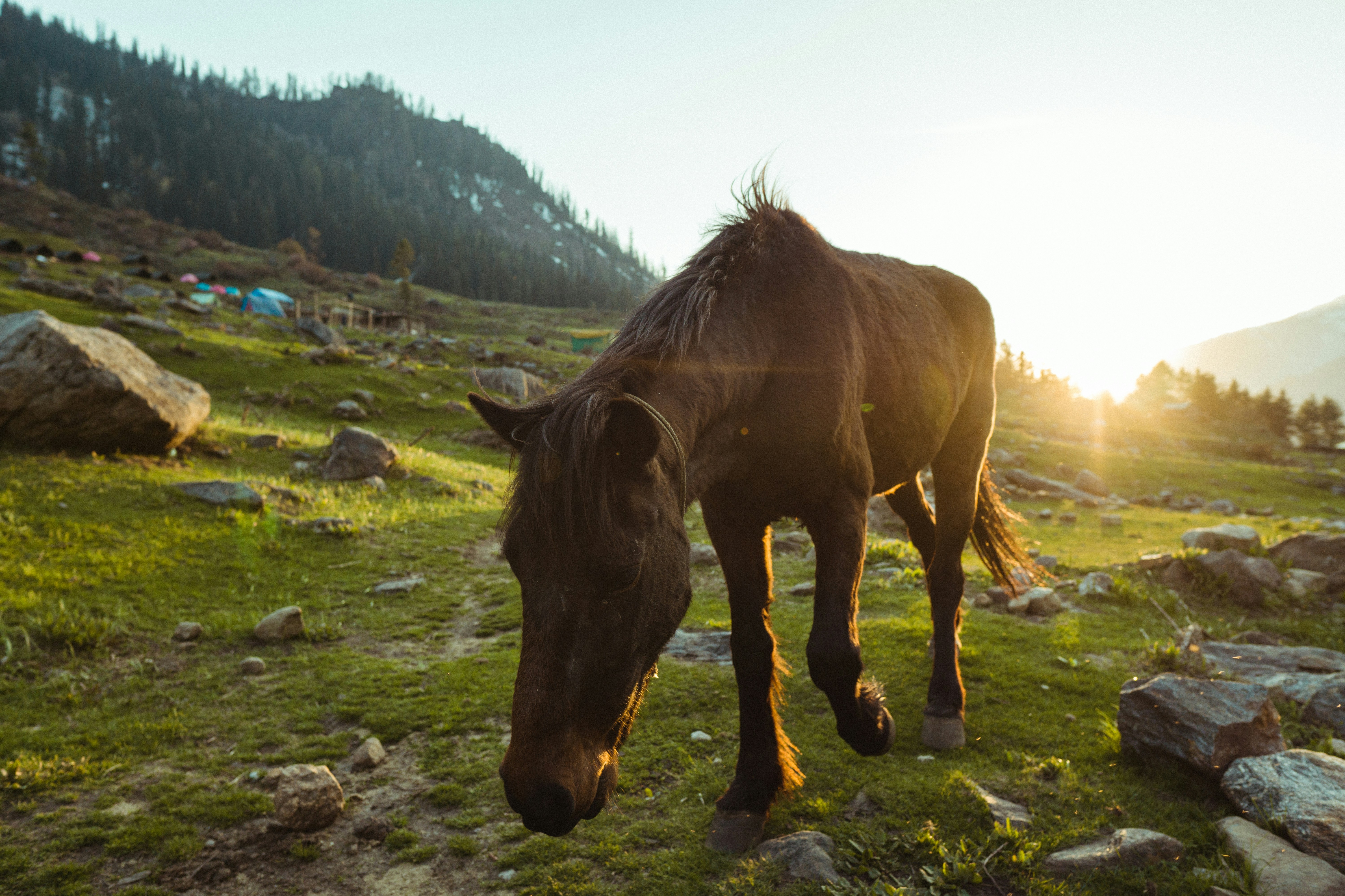 caballo marrón parado en el campo de hierba