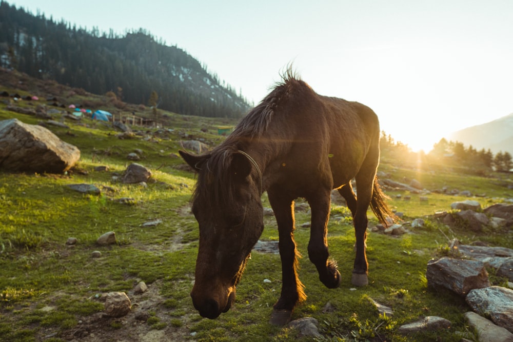 brown horse standing on grass field