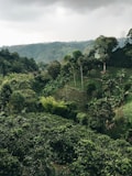 Gayo Highlands, Takengon Estate