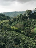 aerial photography of forest