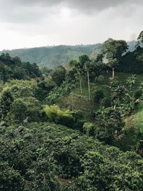 aerial photography of forest