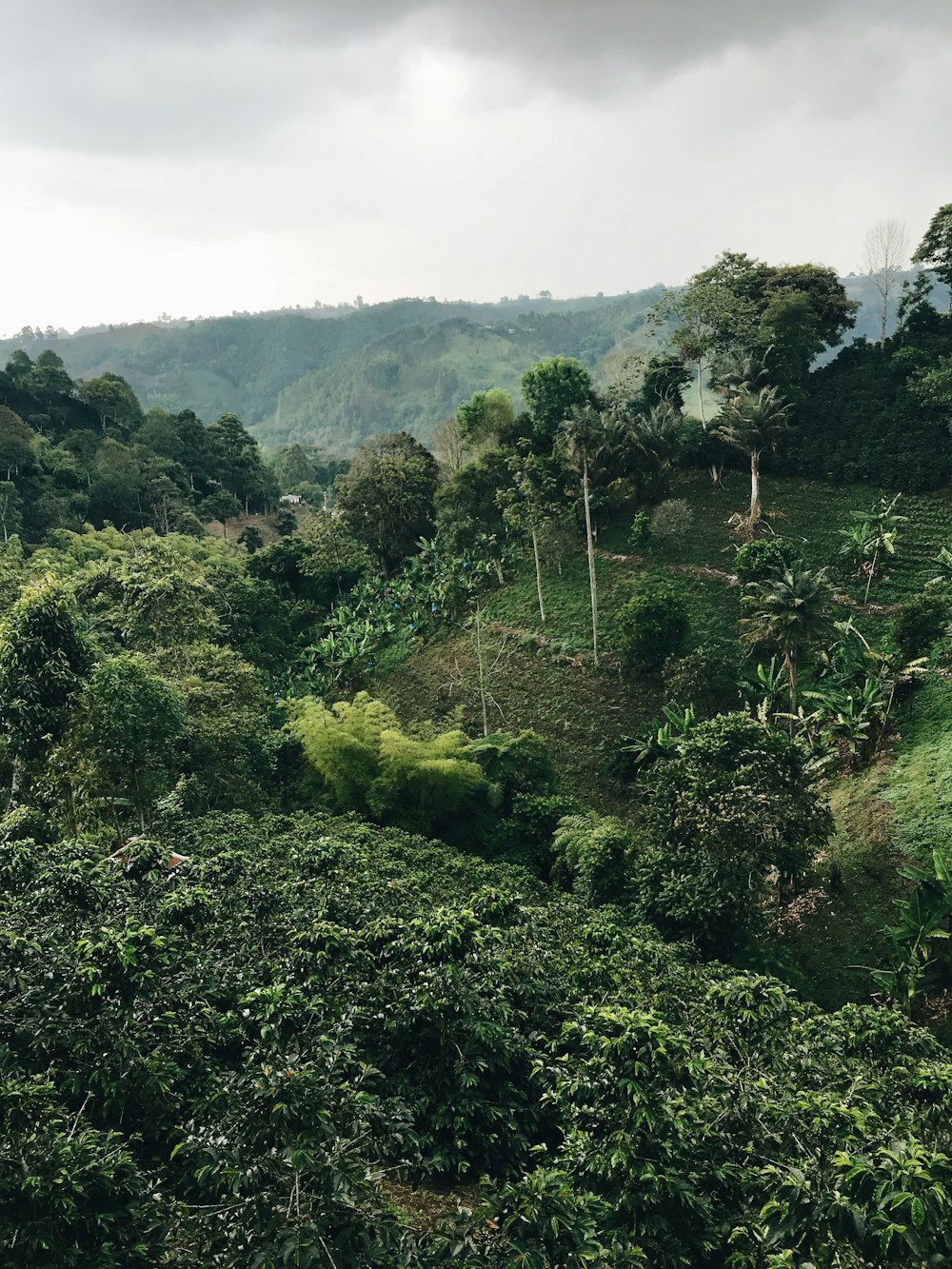 aerial photography of forest