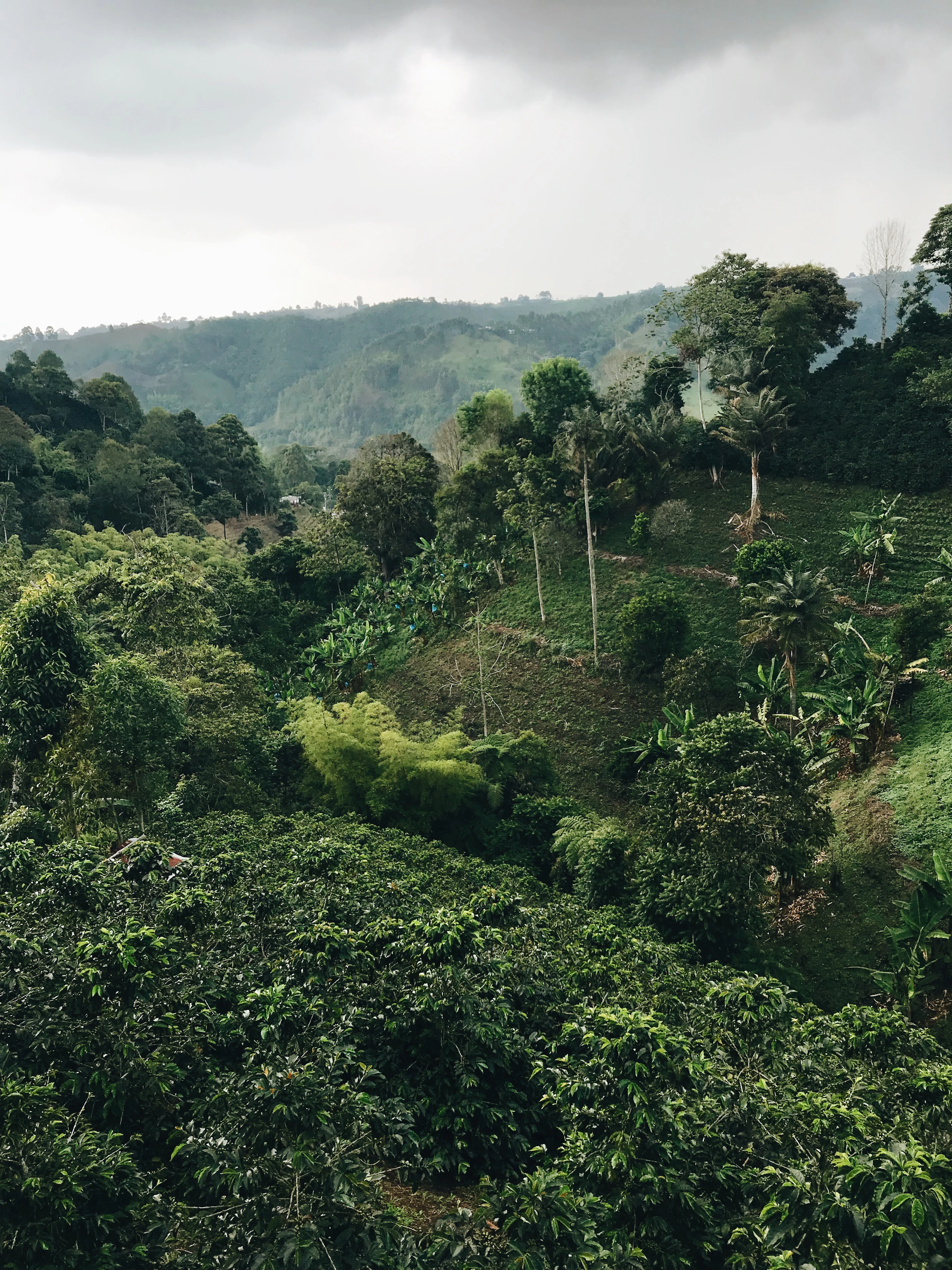 Coffee Country, Kigali