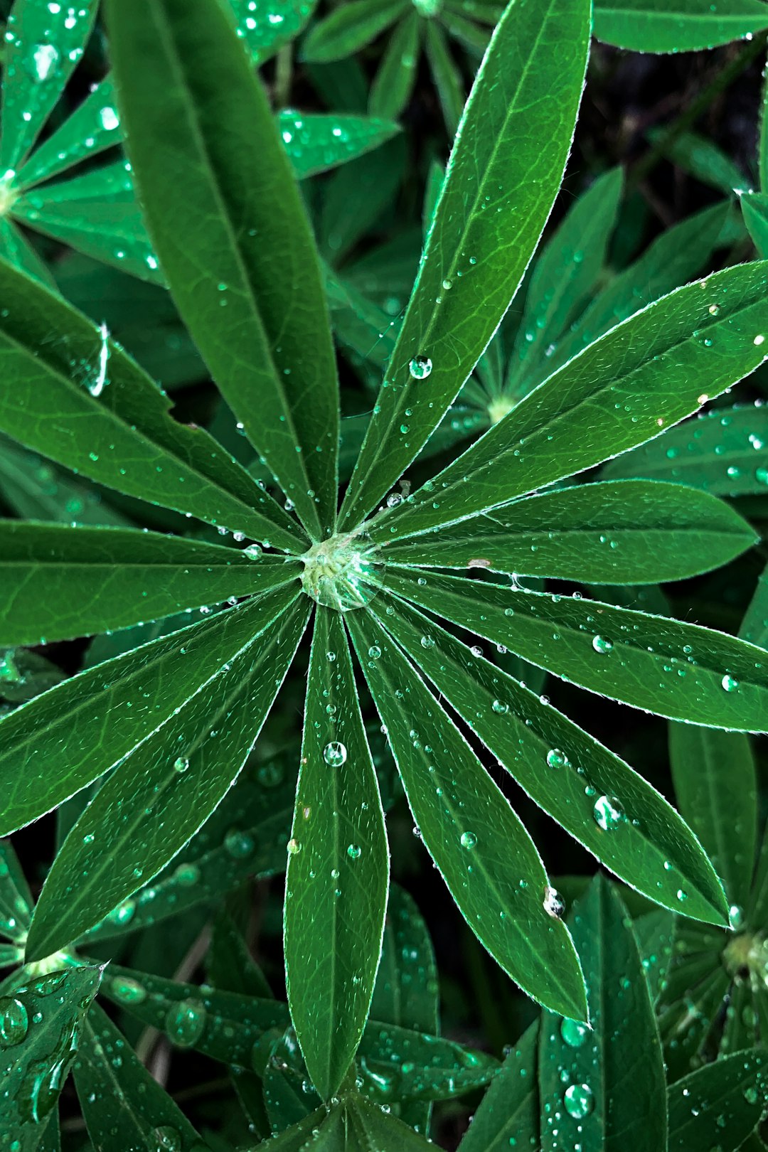 green-leafed plant