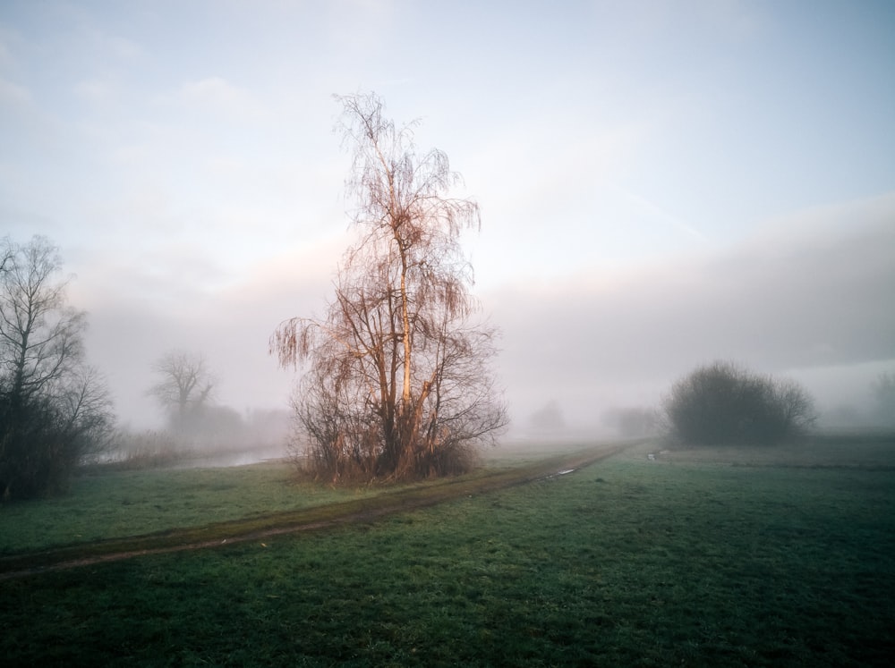 brown tree