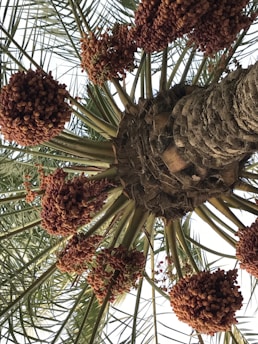 A view from below of a palm tree with clusters of ripe dates hanging from its branches. The tree trunk is textured and the leaves are long and spiky, reaching outward. The dates are prominently featured, with their reddish-brown color contrasting against the green of the leaves.