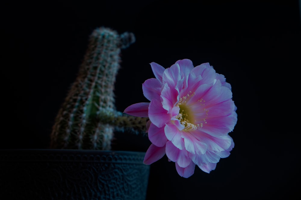 pink petaled flower