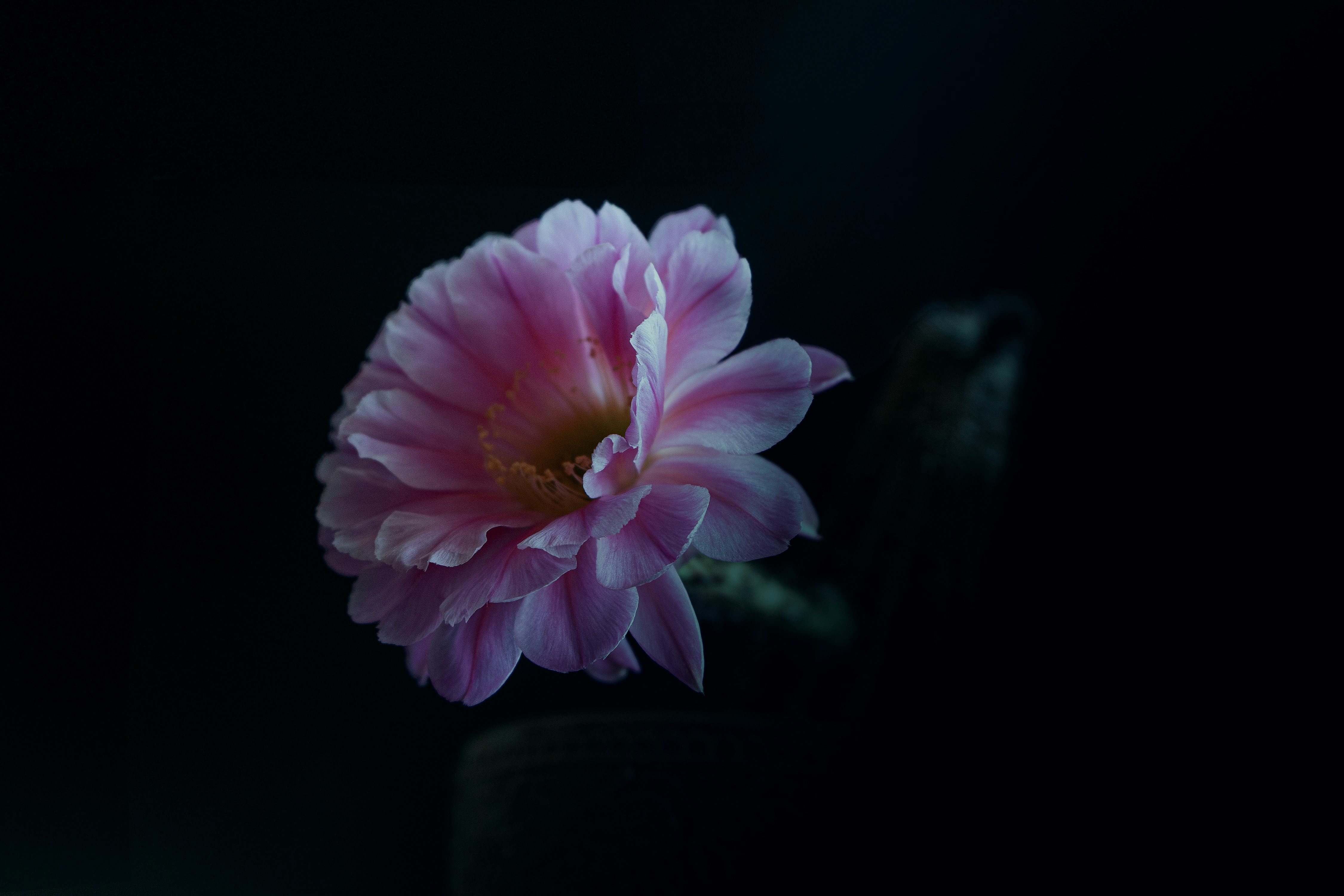 暗い表面にピンクの花びらの花の写真 Unsplashで見つける花の無料写真