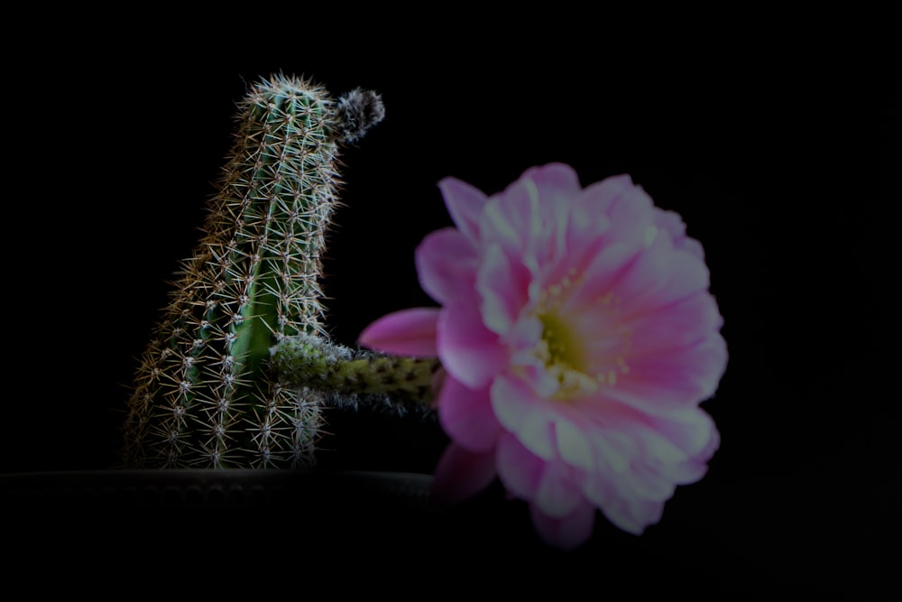 green cactus with pink flower