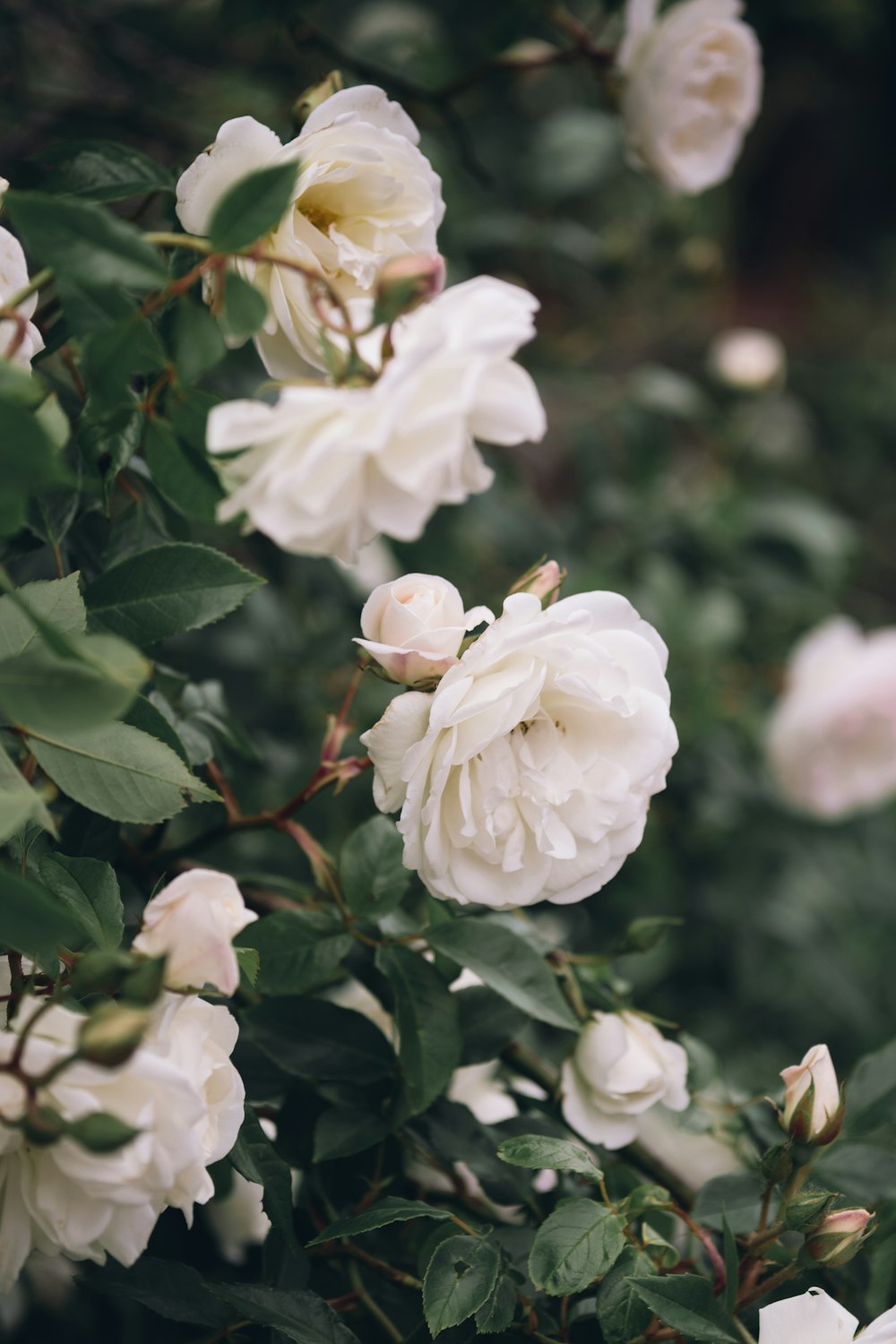 white petaled flower