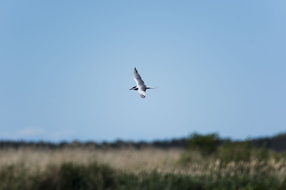 white and gray bird