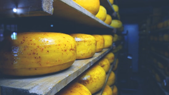 A storage room filled with large wheels of cheese stacked on wooden shelves. The cheese has a yellowish hue with specks of spices on the surface, suggesting a flavored variety. The environment appears dimly lit, creating a cool and calm atmosphere.