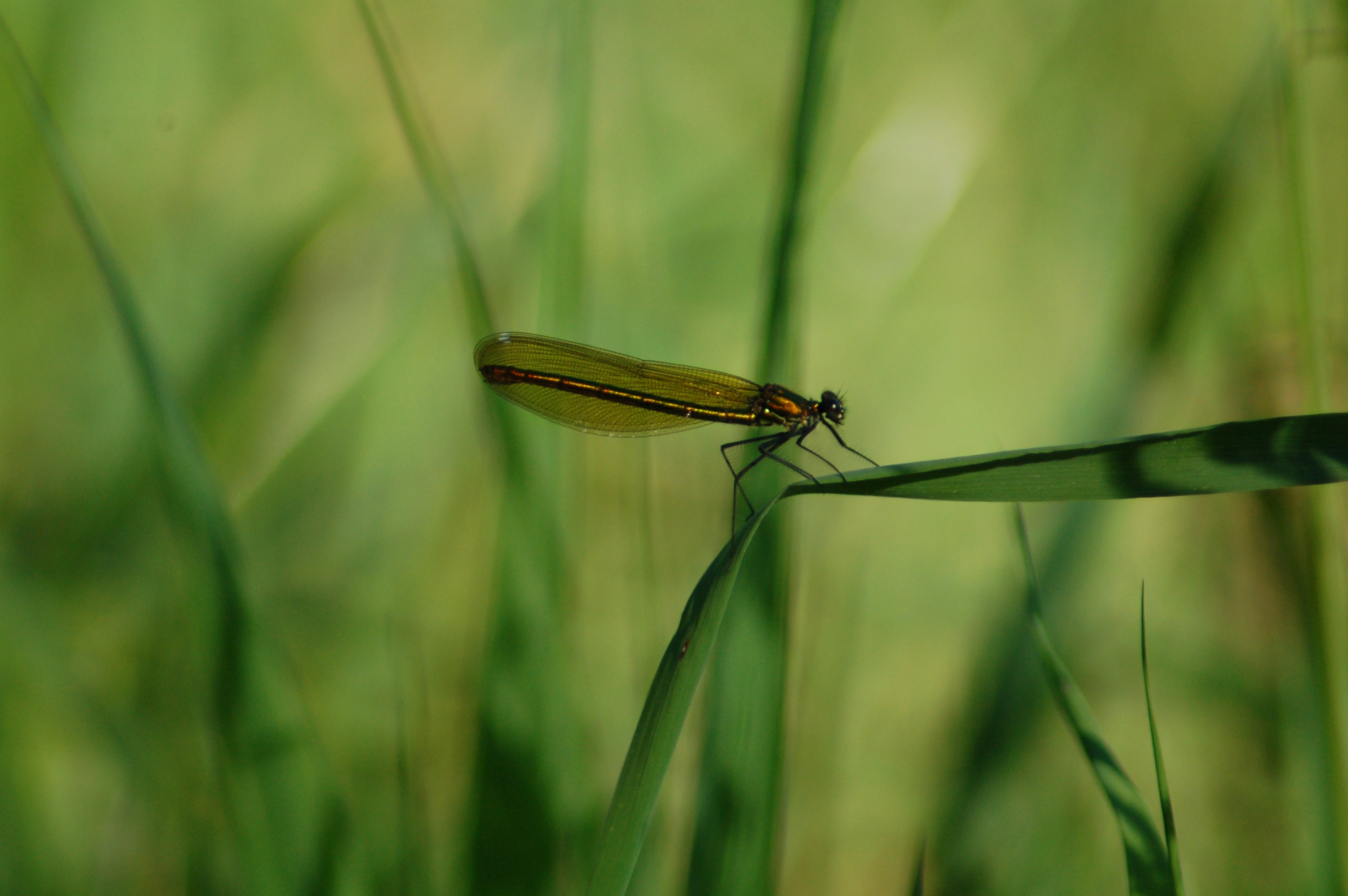 Photo by gregorfroehlich