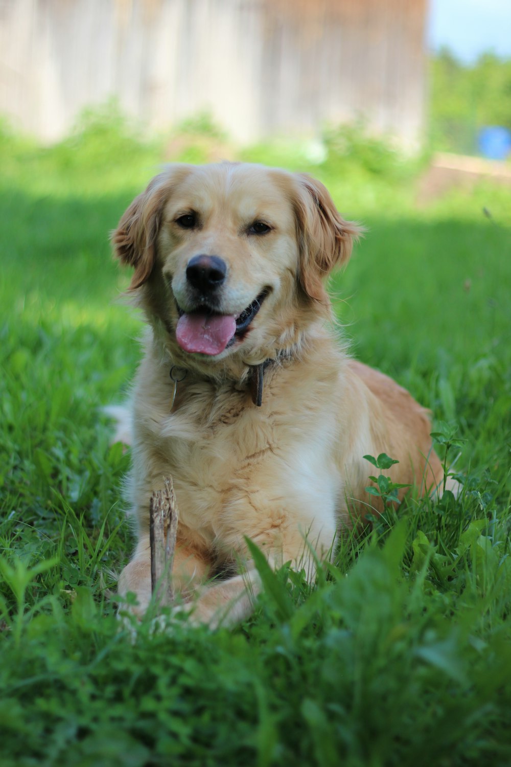 brown dog lying on grass