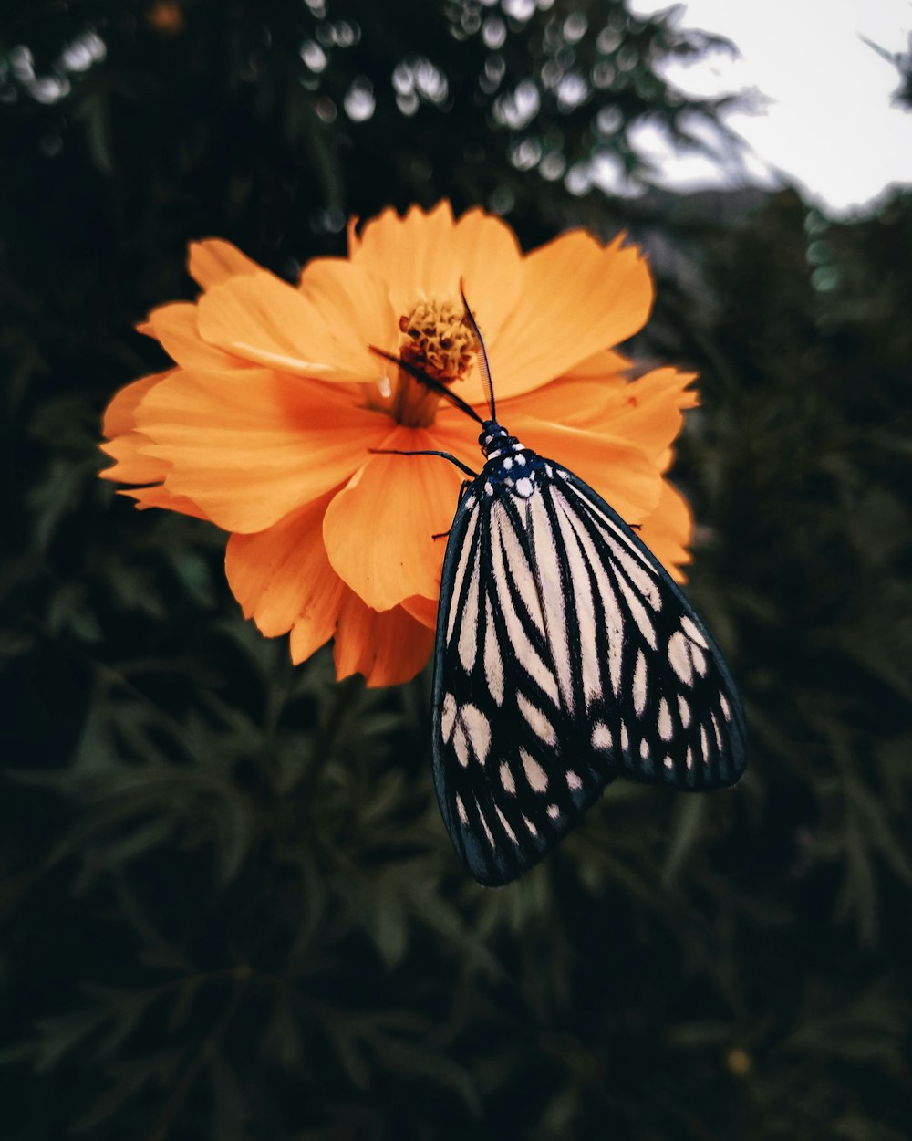 butterfly of cosmos flower