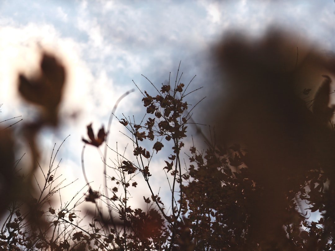 silhouette of plants