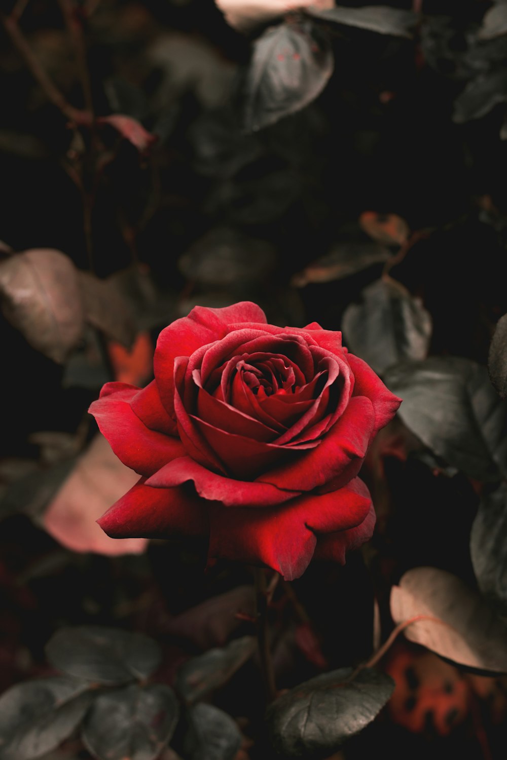 red rose flower