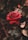 shallow focus photography of red flower