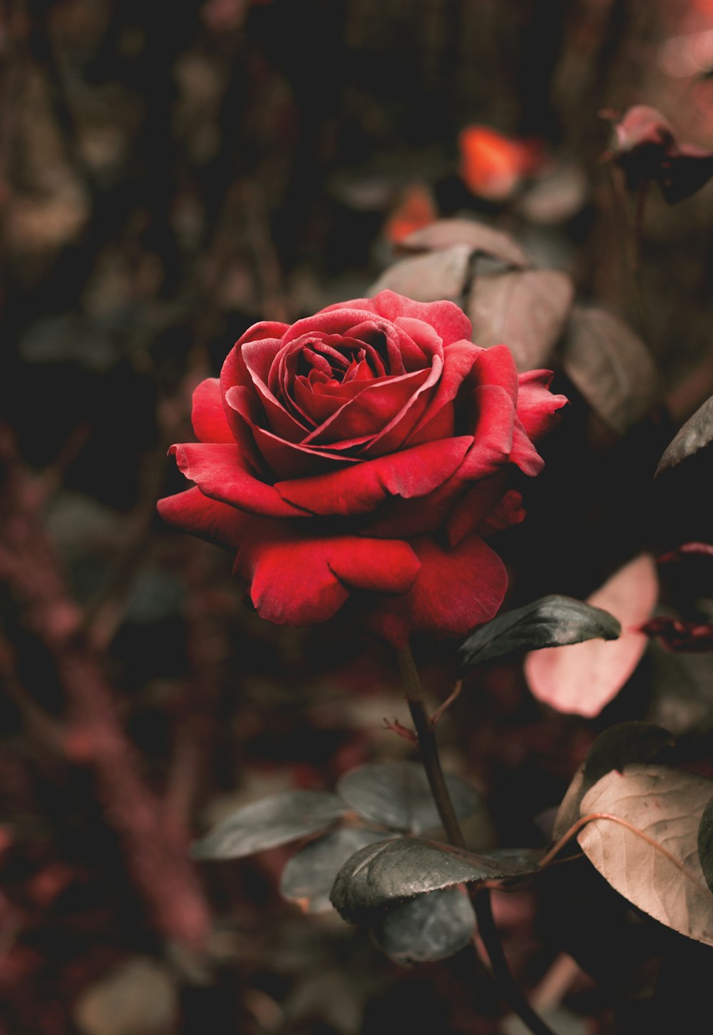 Photographie à mise au point peu profonde de fleur rouge