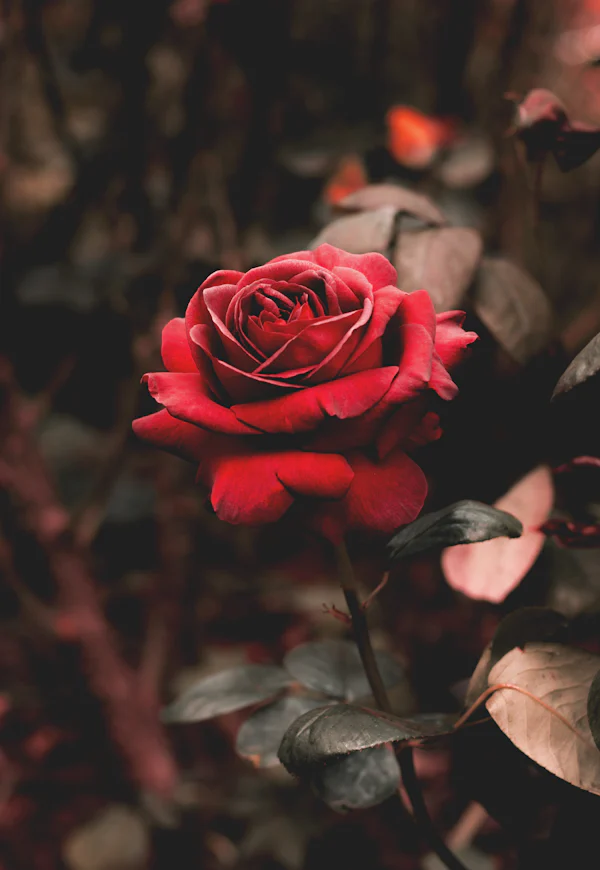 Rose rouge éclose en gros plan — la rose turque et la note whisky au cœur de 24 Old Bond Street Triple Extract, par Olara