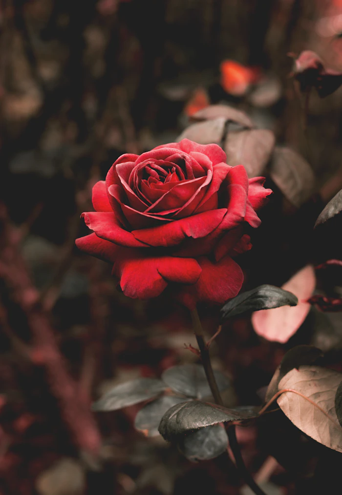 Velvet Roses collection