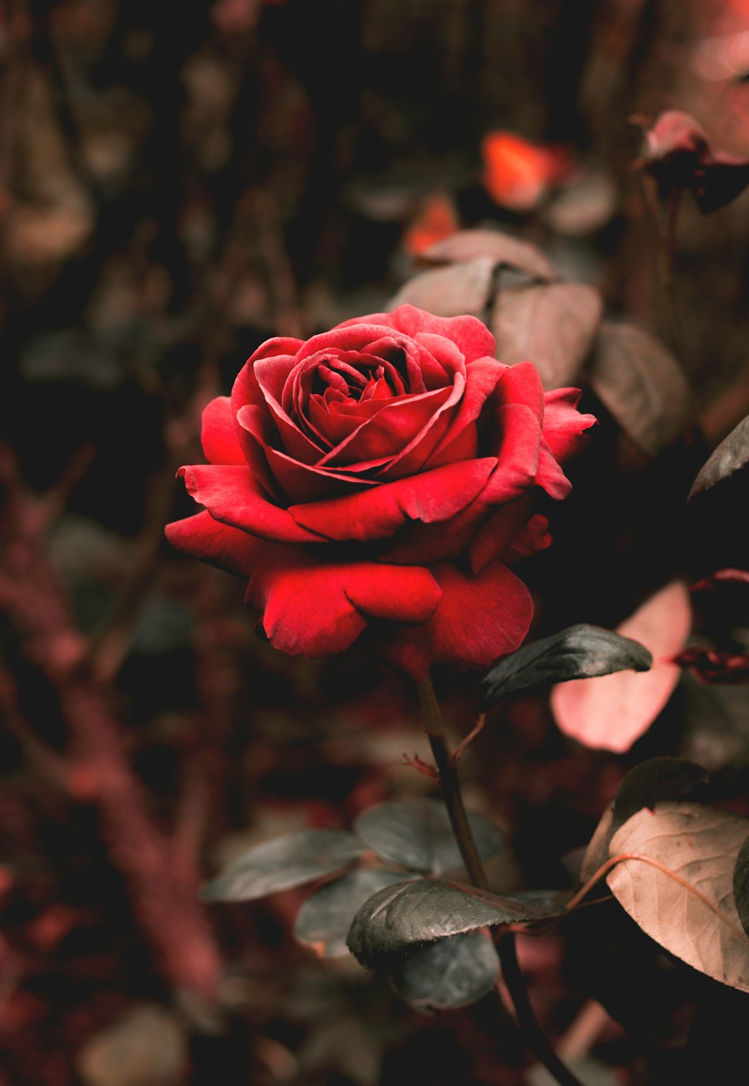 shallow focus photography of red flower