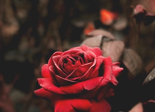 shallow focus photography of red flower