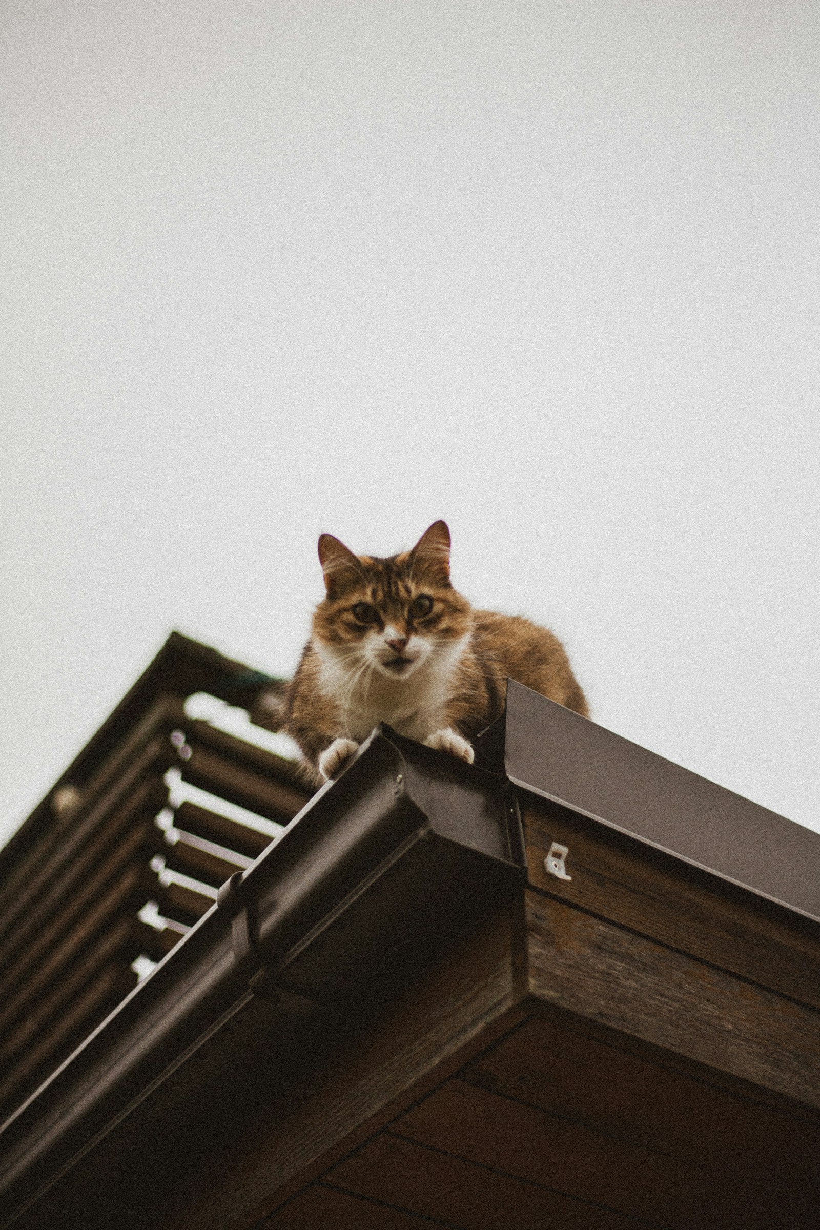 Canon EOS 5D + Canon EF 50mm F1.8 STM sample photo. Brown cat on house photography