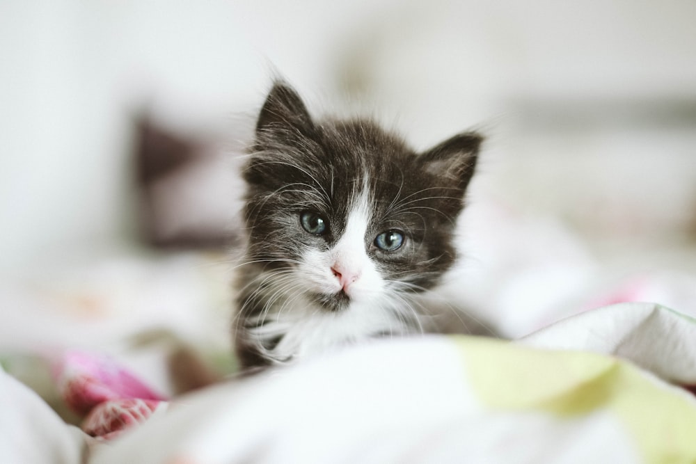 black and white kitten