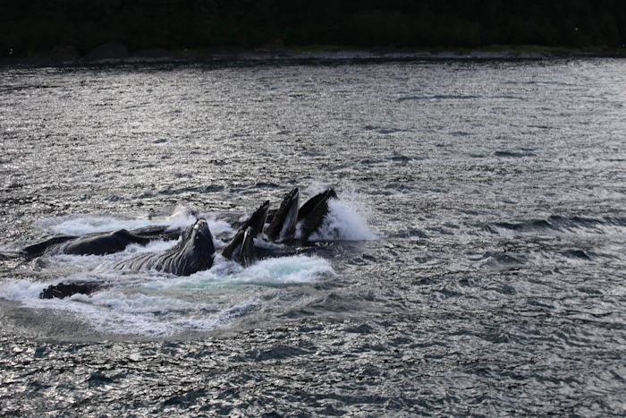 Whale Watching Tours
