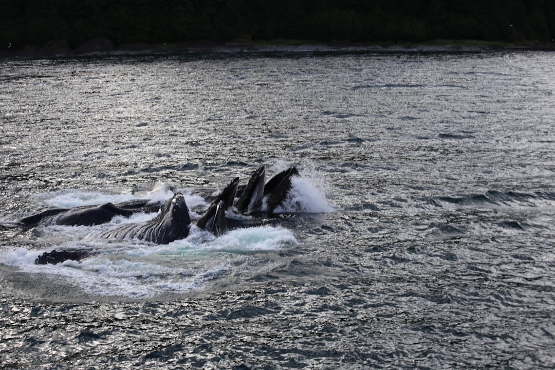 River photo spot Hoonah-Angoon United States