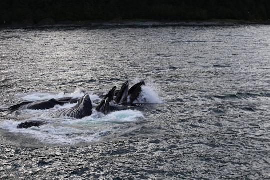 whales in water surface in Hoonah-Angoon United States