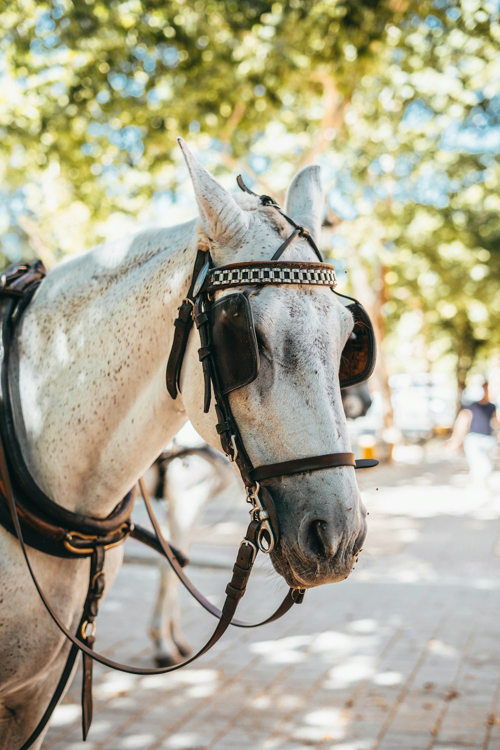 white horse facing sideways